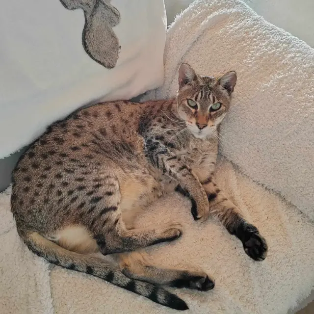 chat lost   69910 Villié-Morgon ISHARA