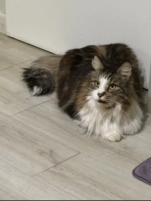 chat lost   69720 Saint-Laurent-de-Mure Jay