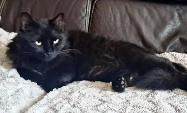 chat lost   69210 Savigny KIRa