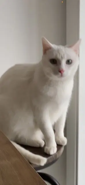 chat lost   69330 Pusignan Kong