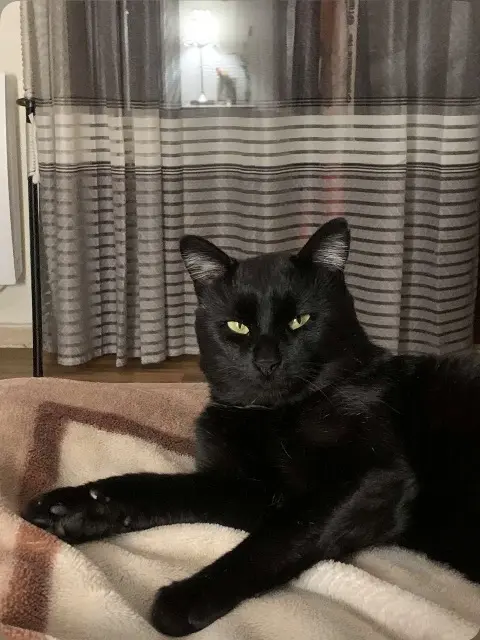 chat lost   69700 Montagny Kuro