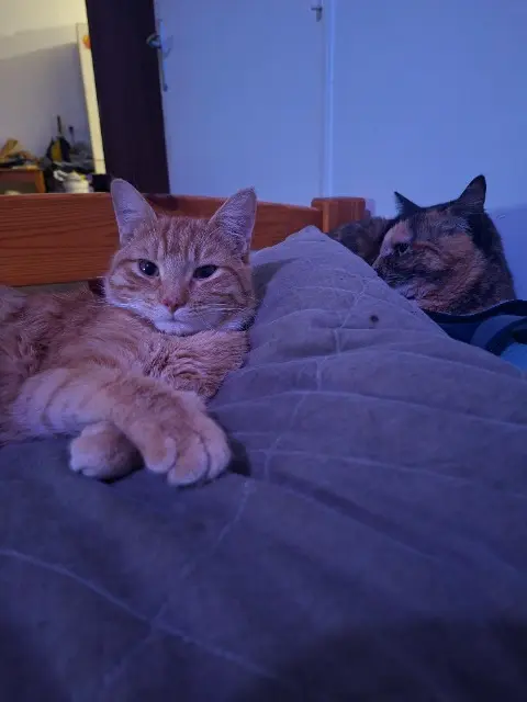 chat lost   69400 Villefranche-sur-Saône Mecano