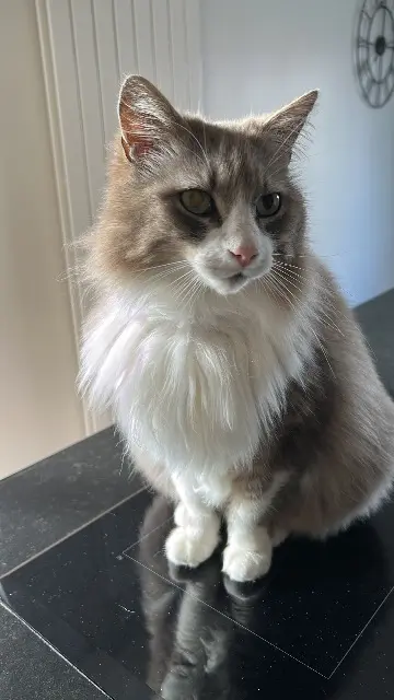 chat lost   69290 Grézieu-la-Varenne Menphys