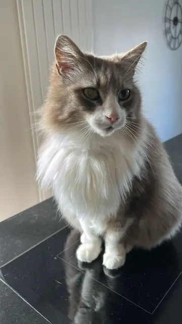 chat lost   69290 Grézieu-la-Varenne Menphys