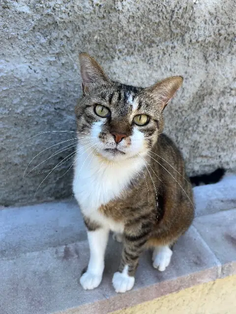 chat lost    Colombier-Saugnieu Milo