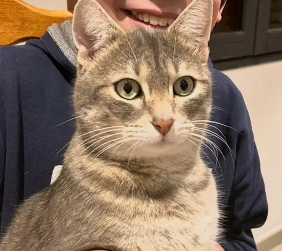 chat lost   69740 Genas Minou