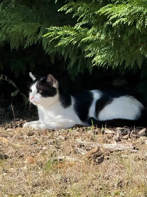 chat lost   69700 Échalas Montchat