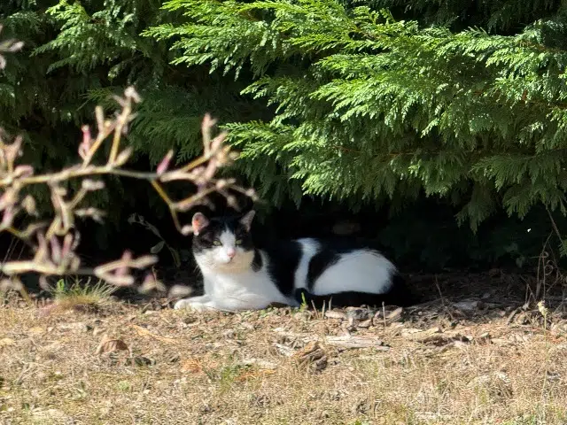 chat lost   69700 Échalas Montchat