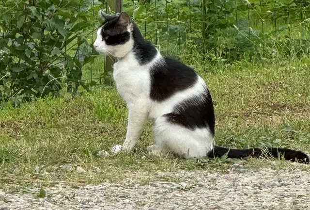 chat lost   69700 Échalas Montchat