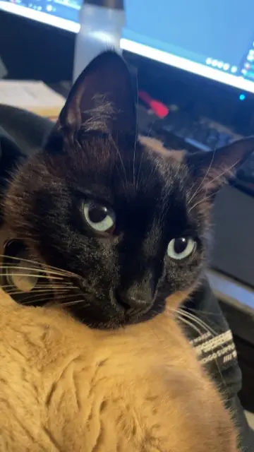 chat lost   69126 Brindas Mowgli