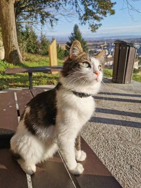 chat lost   69640 Ville-sur-Jarnioux Mykos