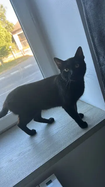 chat lost   69850 Duerne Noiraude