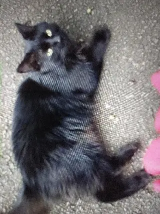 Chat Perdu 69 Rhône - Noiset Chat Perdu 69 Rhône - Noiset