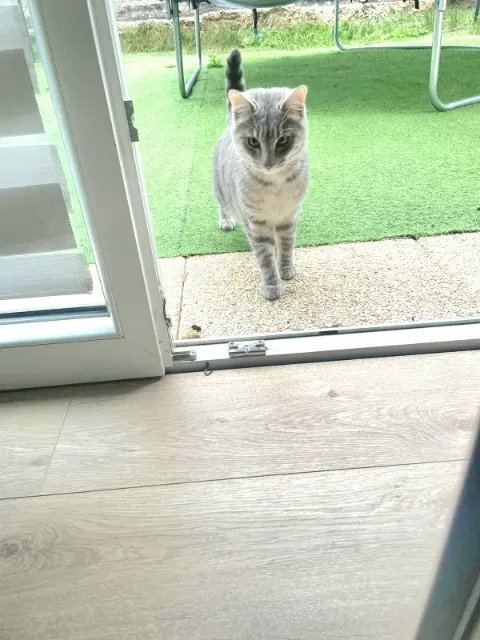 chat lost   69830 Saint-Georges-de-Reneins Nuage