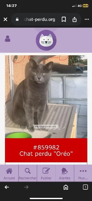 chat lost   69380 Alix Oréo
