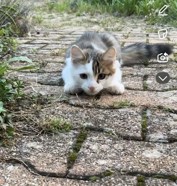 chat lost   69210 Sourcieux-les-Mines Oupy