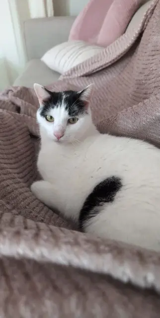 chat lost   69970 Chaponnay Pepsy