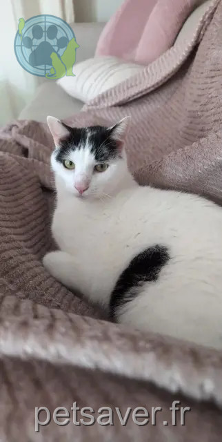 kater vermist 69970 Chaponnay Pepsy kater lost 69970 Chaponnay Pepsy