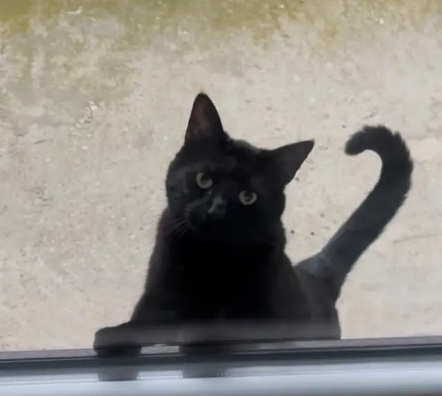 chat lost   69970 Marennes Pipo