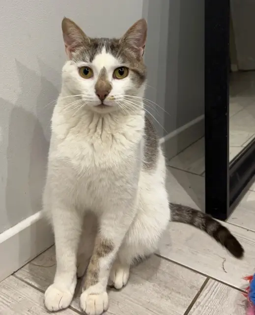 chat lost   69360 Saint-Symphorien-d'Ozon Pito