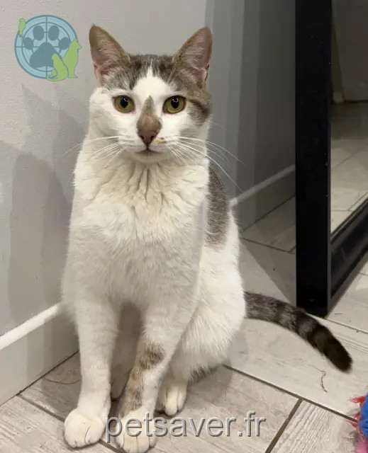 chat perdu 69360 Saint-Symphorien-d'Ozon Pito chat lost 69360 Saint-Symphorien-d'Ozon Pito