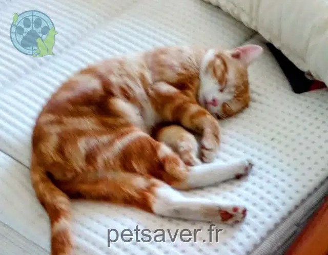 kater lost   69400 Gleizé Ramses