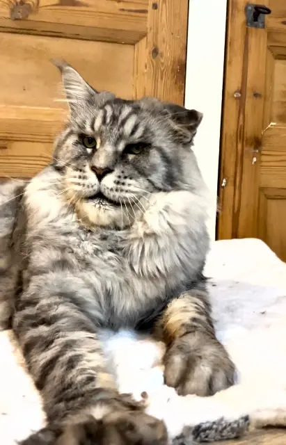 chat lost   69210 Lentilly René
