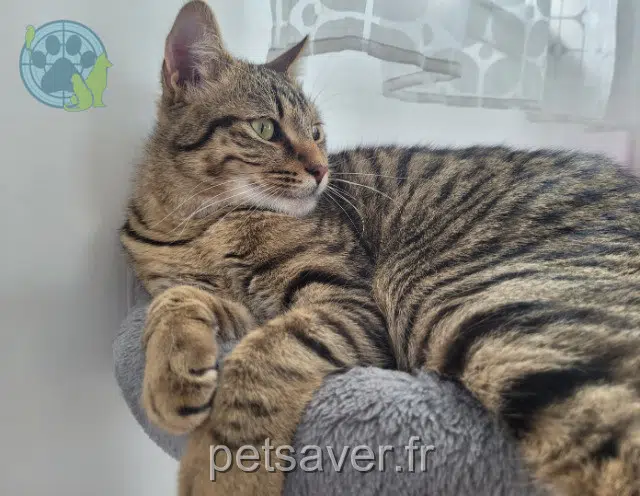 chat lost 69360 Communay Rio