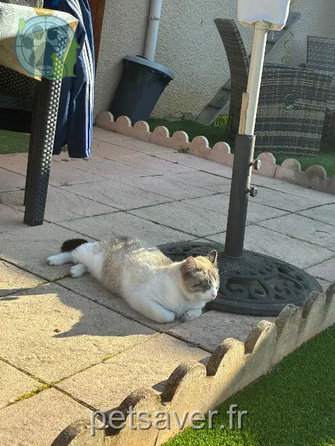 chat perdu 69330 Jons ROBY chat lost 69330 Jons ROBY