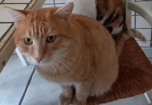 chat lost   69170 Tarare Sardou