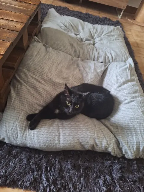 chat lost   69930 Saint-Laurent-de-Chamousset Shibo