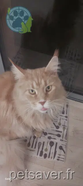 chat lost   69610 Aveize Shyrko