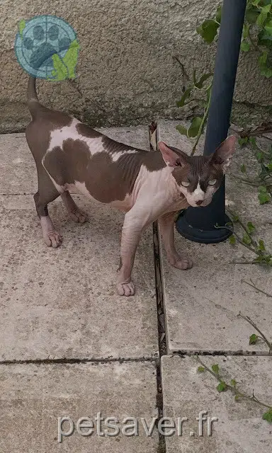 chat lost 69740 Genas Silver