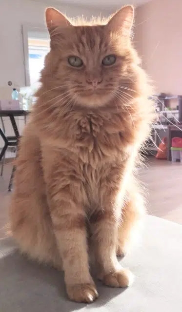 chat lost   69480 Lachassagne Simba