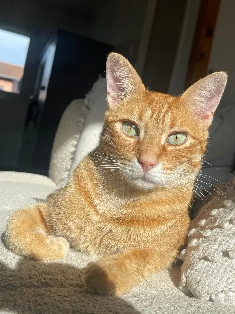 chat lost   69400 Gleizé Simba