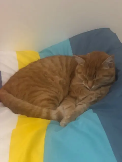 chat lost   69220 Lancié SIMBA