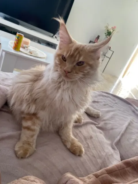 chat lost   69220 Belleville-en-Beaujolais Simba