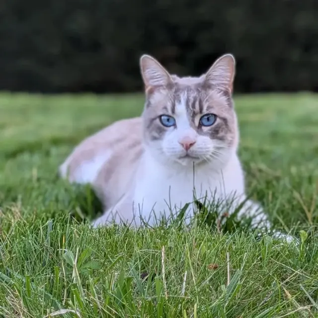 kater vermist 69210 L'Arbresle Simba kater lost 69210 L'Arbresle Simba