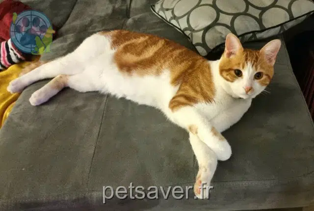 chat lost   69380 Marcilly-d'Azergues Simba