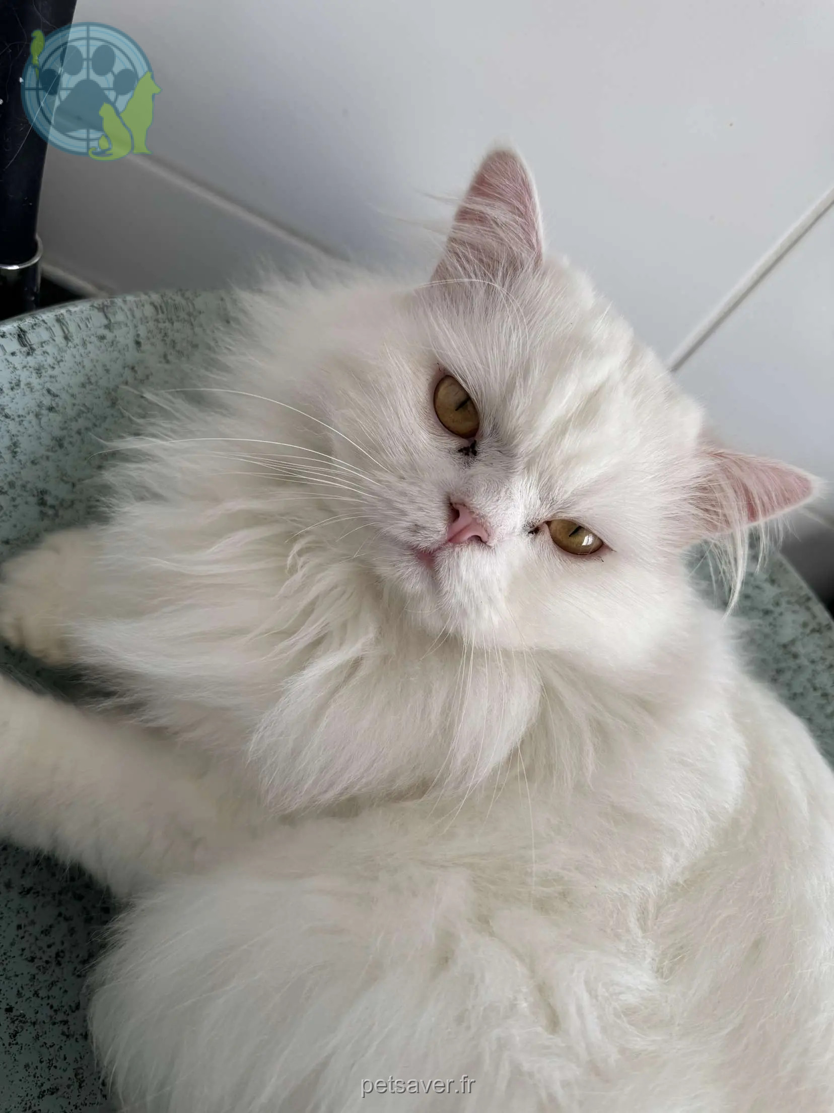 Chat Perdu 69 Rhône - Snow Chat Perdu 69 Rhône - Snow