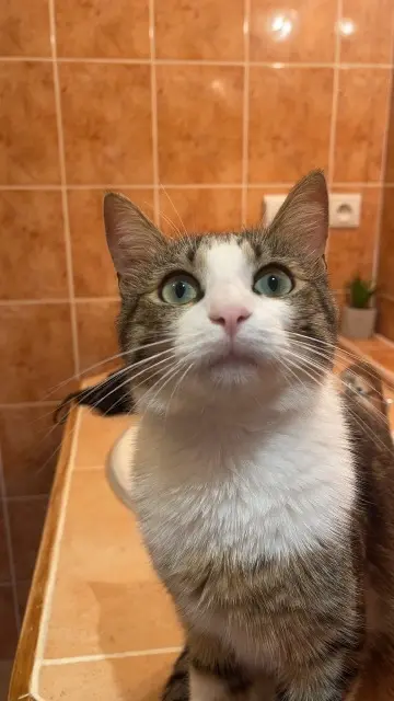 chat lost   69290 Grézieu-la-Varenne Spider