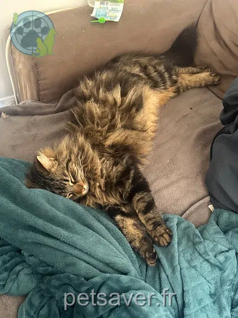 chat lost   69460 Saint-Étienne-des-Oullières Spyke