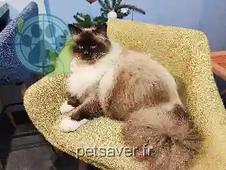 Chat Perdu 69 Rhône - Sushi Chat Perdu 69 Rhône - Sushi