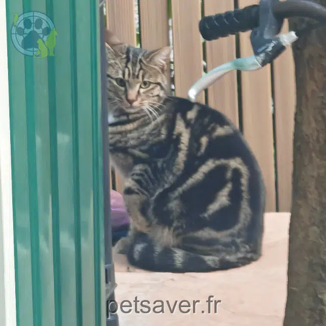 chat lost   69480 Anse Tempête