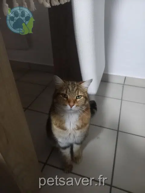 chat lost   69510 Messimy Tigrou