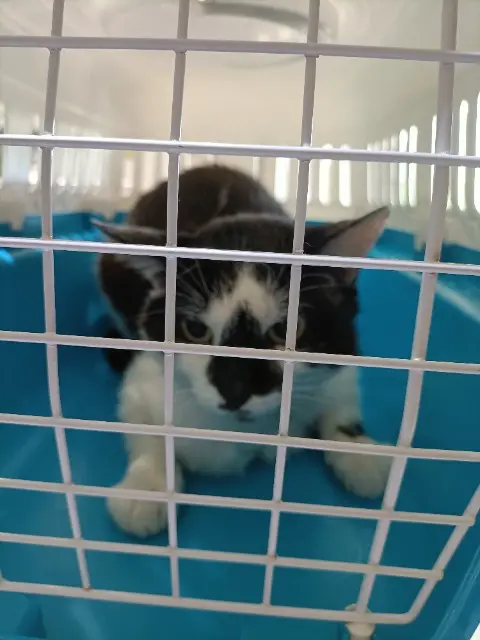 chat lost   69360 Saint-Symphorien-d'Ozon Titi - Krema