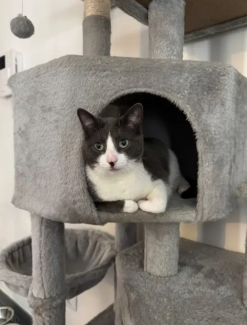 kater vermist 69360 Sérézin-du-Rhône Uby kater lost 69360 Sérézin-du-Rhône Uby