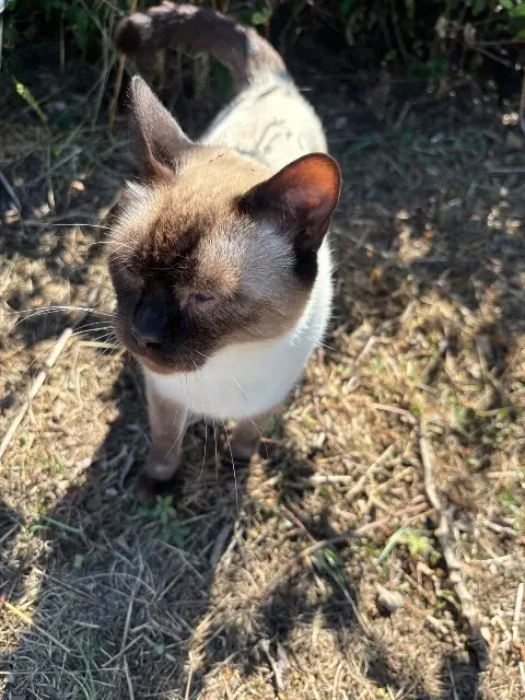 chat lost   69550 Saint-Jean-la-Bussière Ulysse