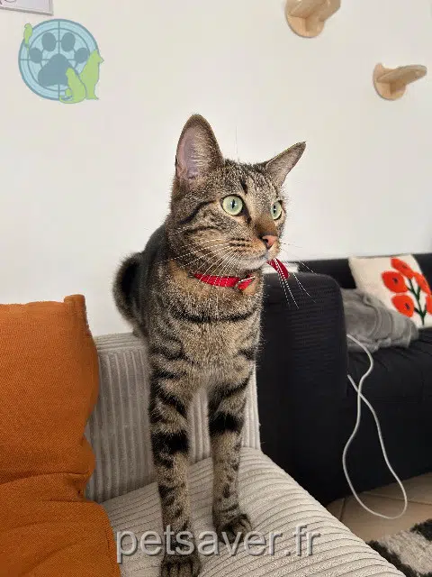 chat lost   69720 Saint-Laurent-de-Mure Umi