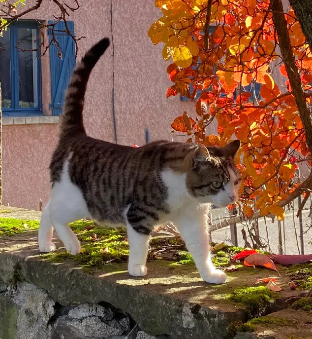 Chat Perdu 69 Rhône - Vega Chat Perdu 69 Rhône - Vega